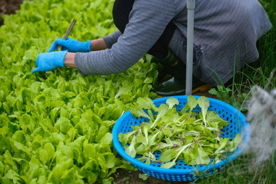 Gạo thơm mới xay, đóng bao theo yêu cầu
