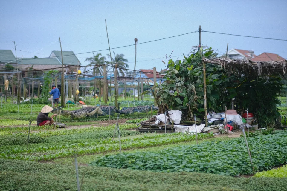 Nông sản đang có tại cửa hàng