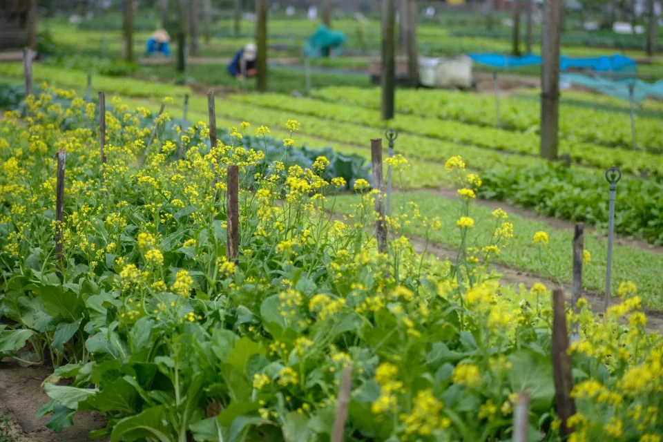 Nông sản đang có tại cửa hàng